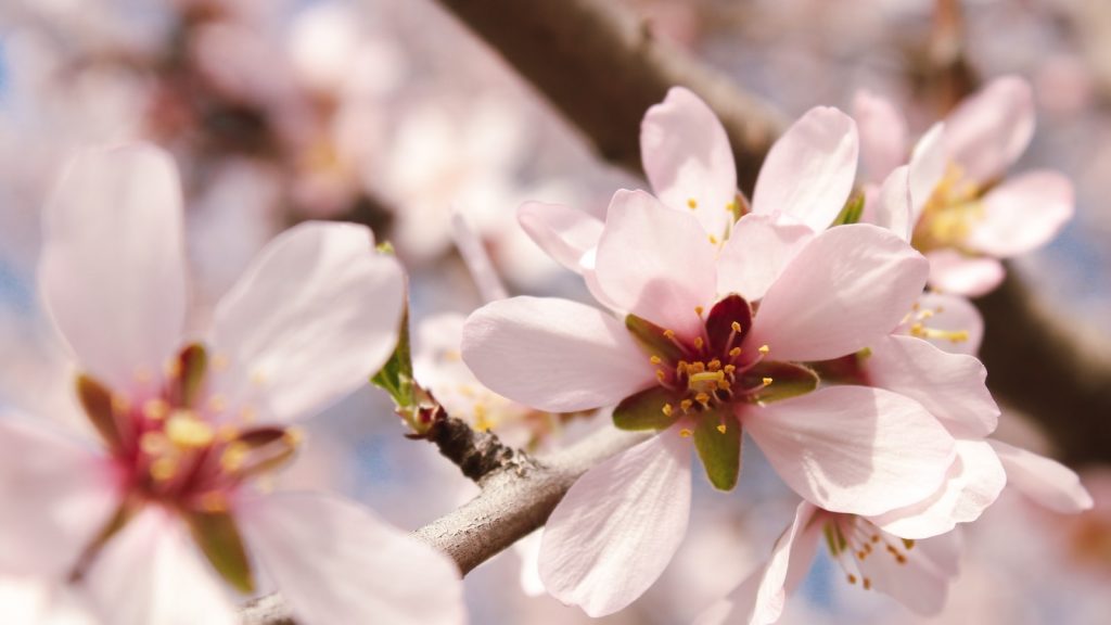 Las almendras propiedades