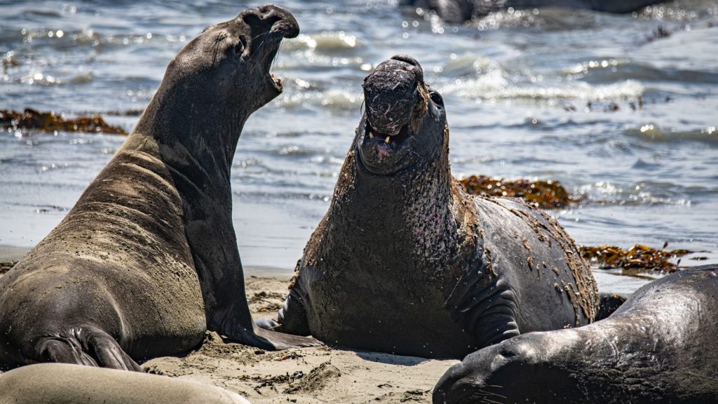 Tipos de judias blancas