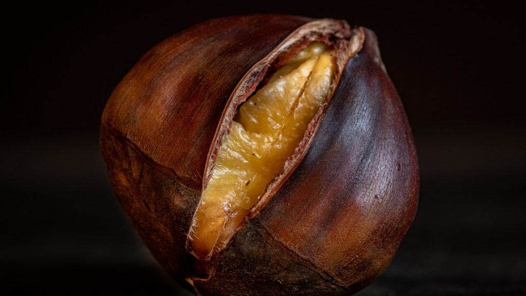 Castaña pilonga no comestible