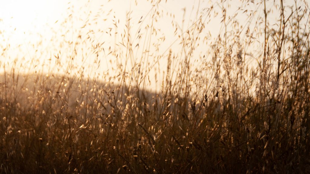 Leche de avena sin azúcar