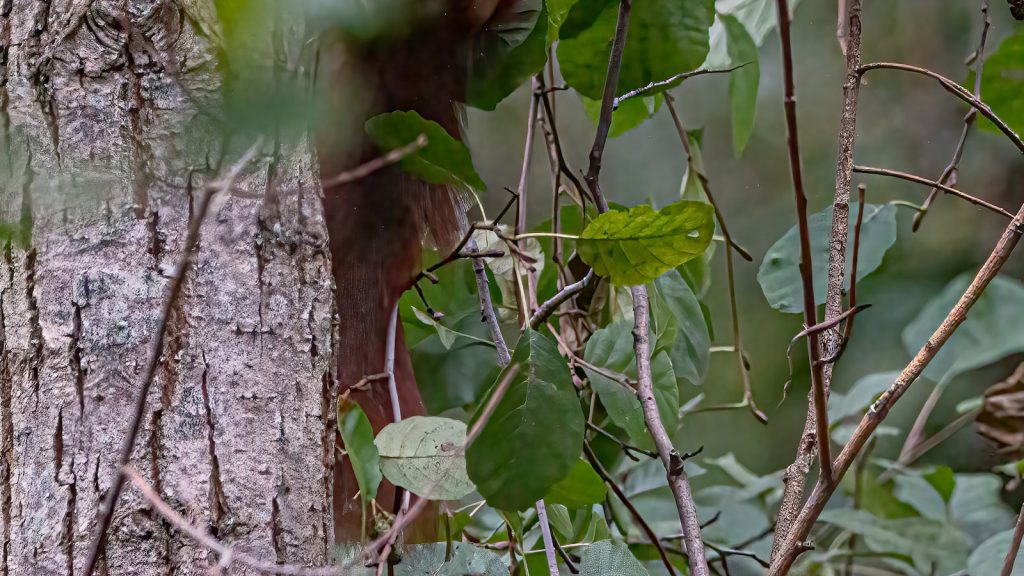 Propiedades de la bebida de espelta
