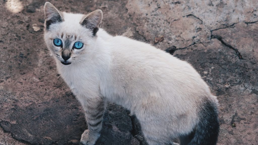 Propiedades arandanos azules