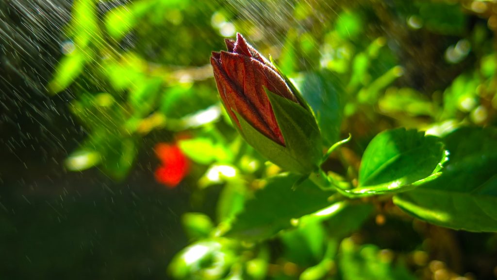 Flor de hibisco propiedades