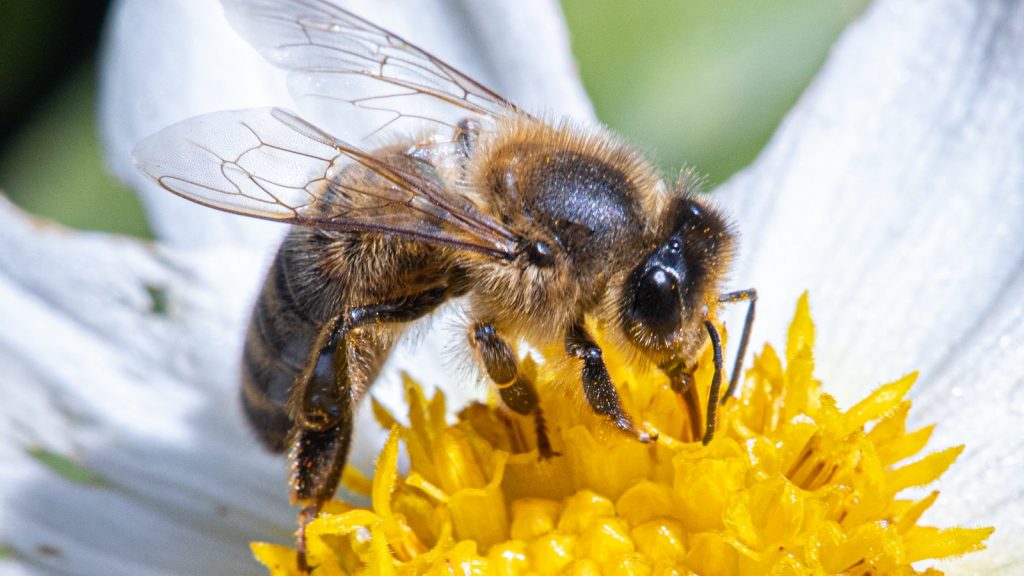 Que es la miel de las abejas