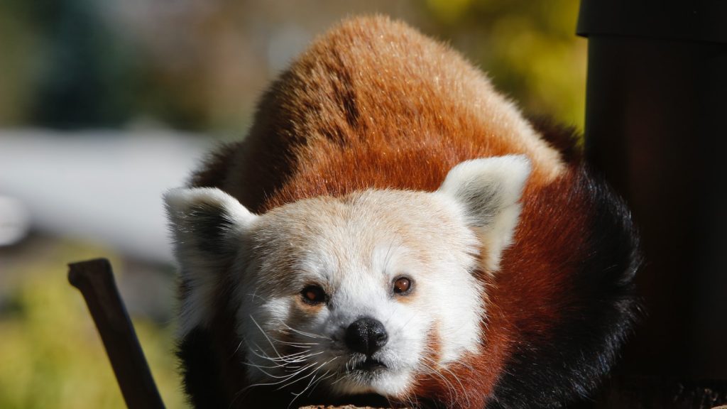 Propiedades sal del himalaya