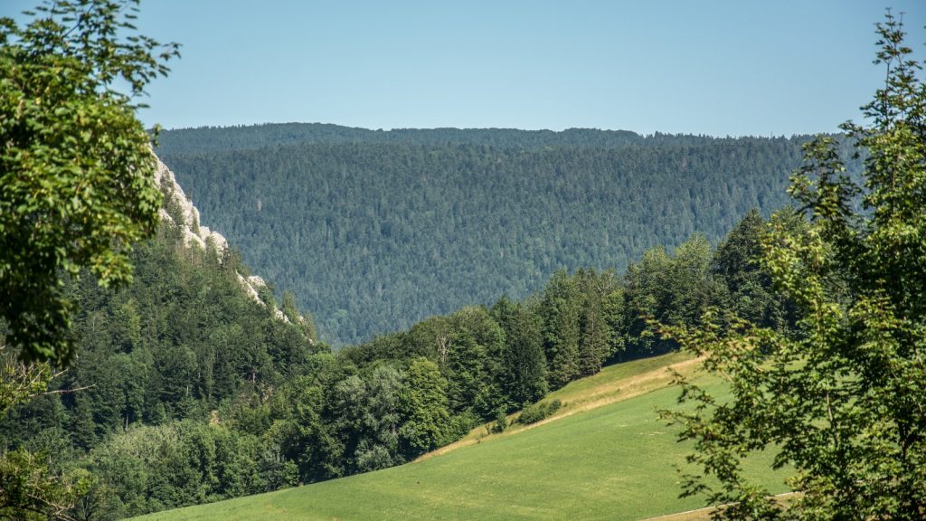 Propiedades de la miel de flores