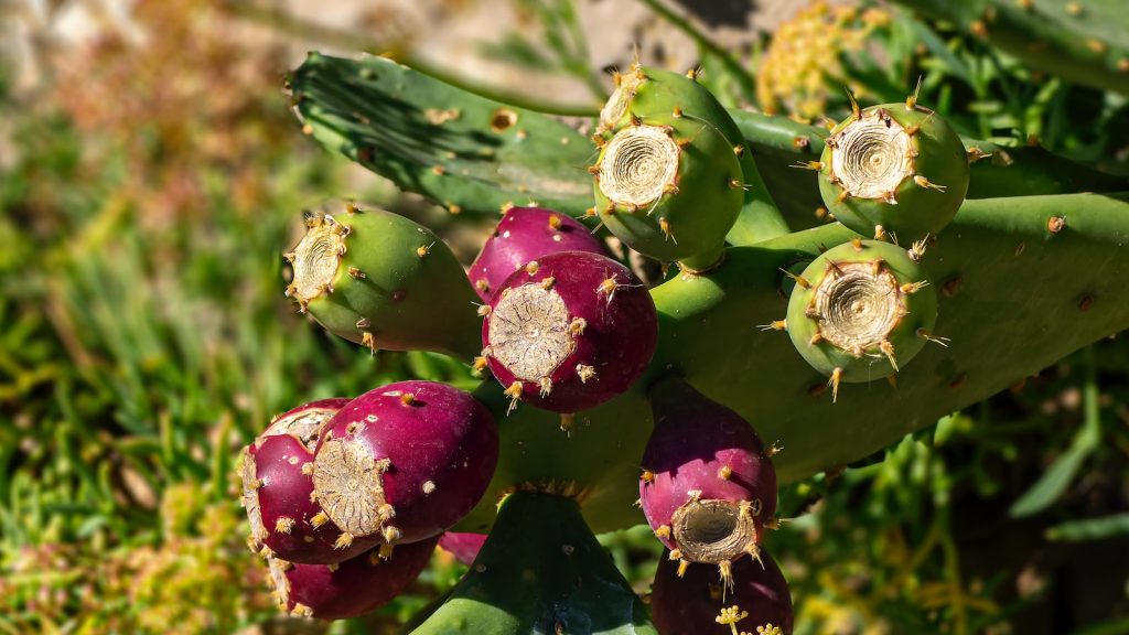 Propiedades del higo para la piel