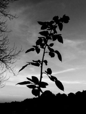 Puré de garbanzos y verduras