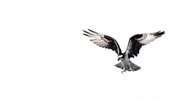 Alpiste para el colesterol contraindicaciones