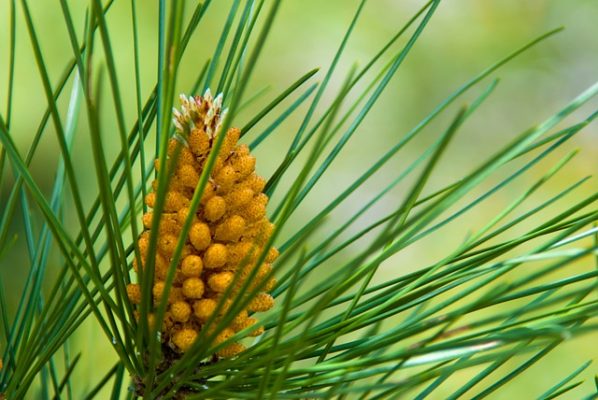 Arbol pimienta negra