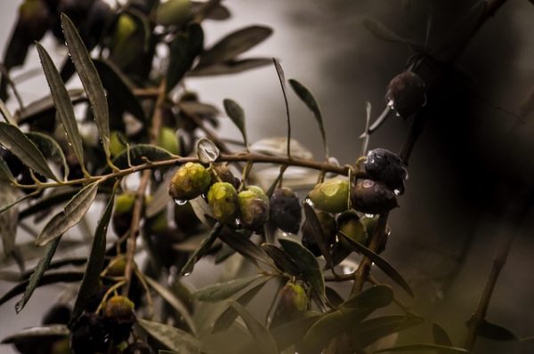 Aceitunas hidratos de carbono