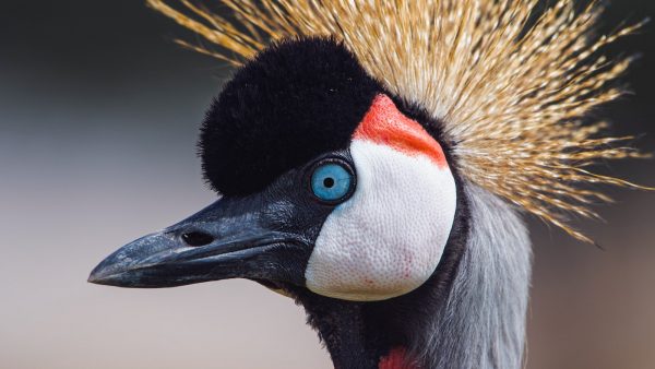 2. Tipos comunes de anis carbohidratos