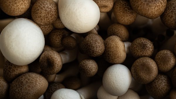 Setas rebozadas con harina y huevo