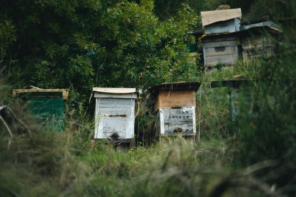 Que es el polen de abeja y para que sirve