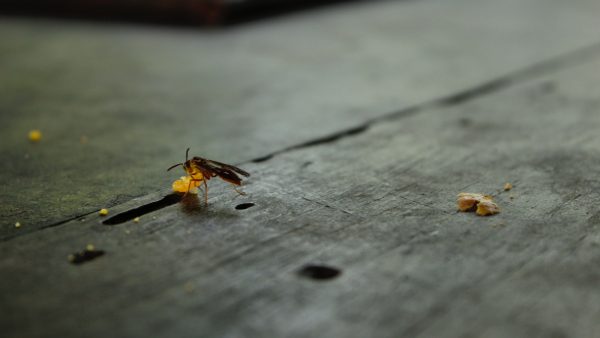 Harina con bichos se puede usar