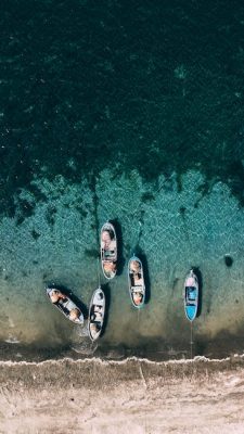 Nombre científico de las algas