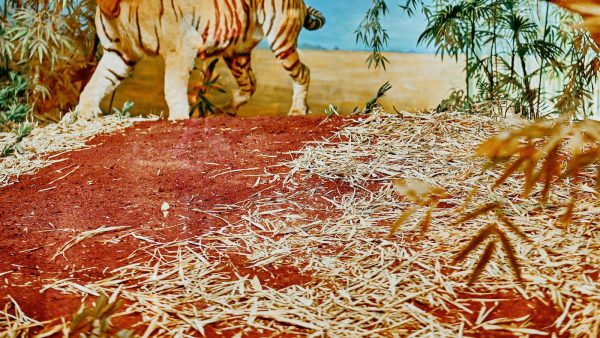 1. ¿Qué es Almendrola y cuál es su historia?