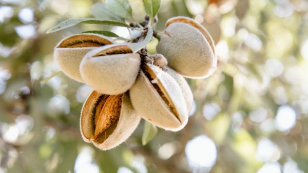 Galletas con almendras
