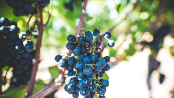 El vino mejora la circulacion