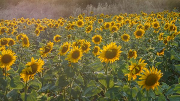 Pipas girasol hierro