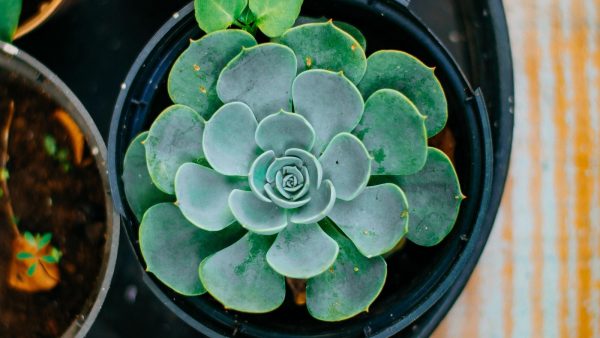 Leguminosas ejemplos