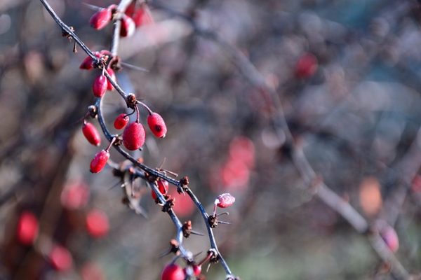 Fruta escarchada a granel