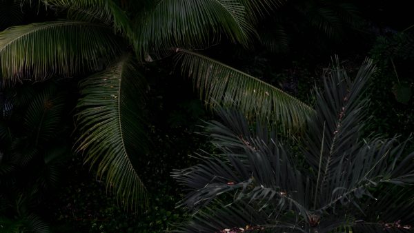 1. ¿Qué es la espirulina y cómo puede ayudar a las plantas?