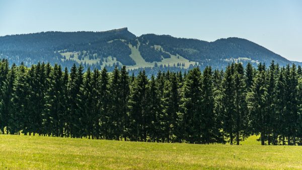 Semola de trigo receta