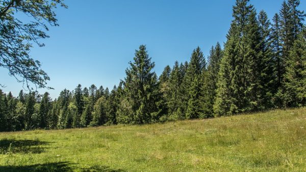 Leche de avena sin azúcar