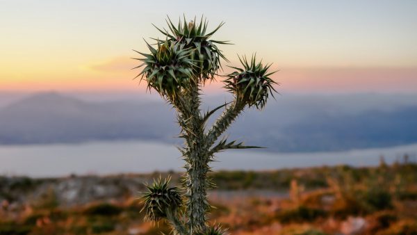 Yuca planta comestible