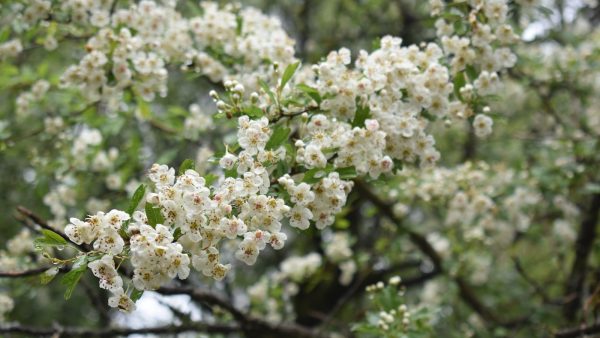 Se comen las castañas del castaño de indias