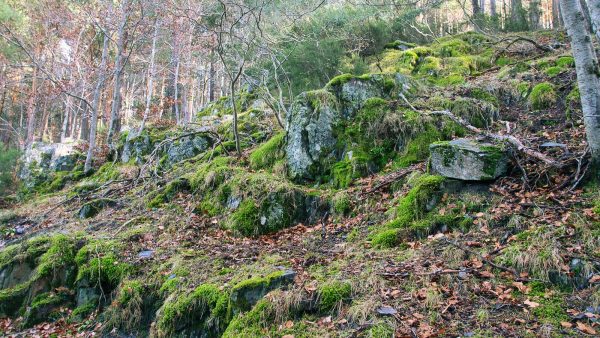 Agave edulcorante natural