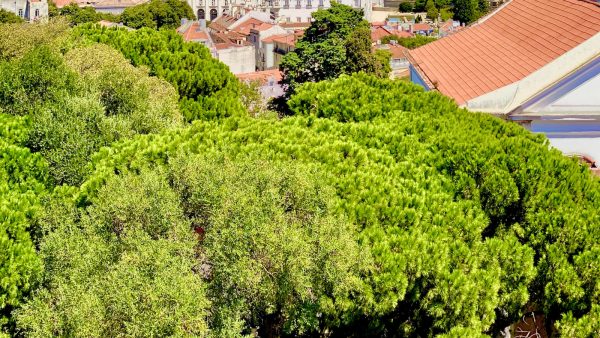 La miel de abeja que beneficios tiene