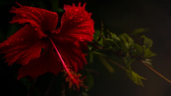 Flor de hibisco propiedades