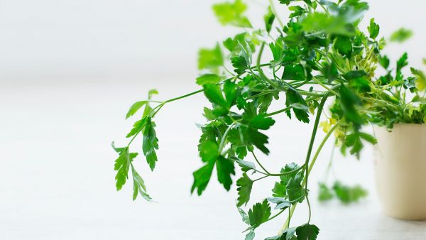 Que es agar agar en cocina