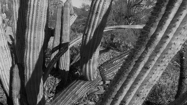 Pancitos de ajo y perejil