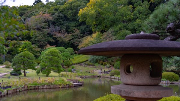 Higos pasos propiedades