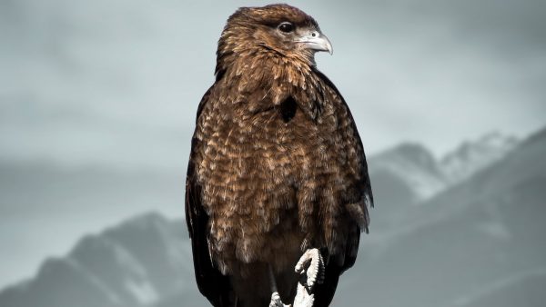 Arroz integral negro