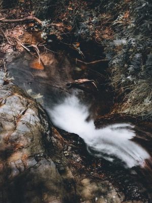 1. Los datiles y sus propiedades naturales