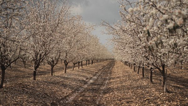 Triturar almendras con batidora