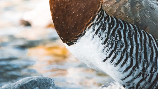 Semilla de sesamo negra