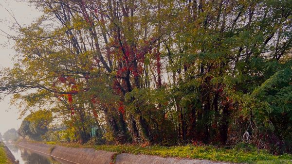 Arroz con leche con arroz vaporizado