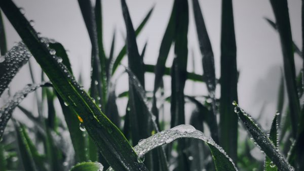 Pan de teff propiedades
