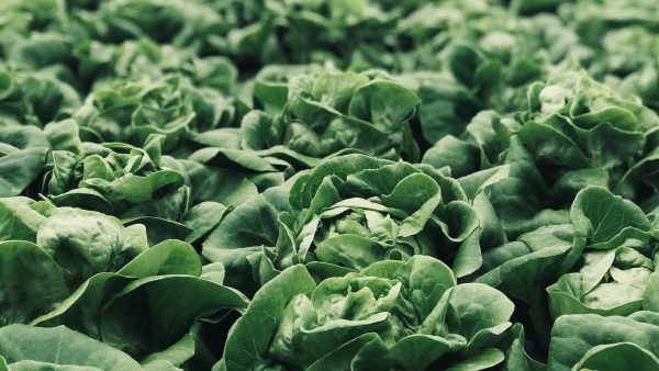 Legumbres venta online