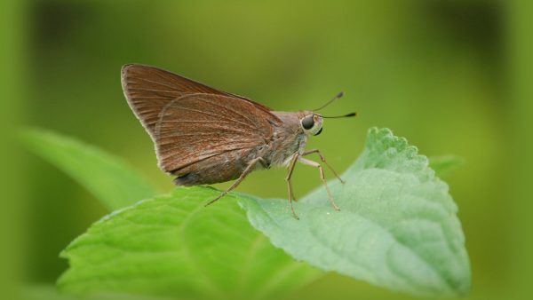 Cocción arroz largo