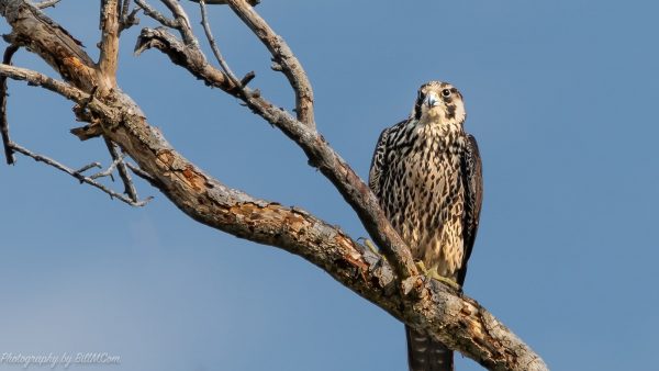 Mermelada cabello de angel