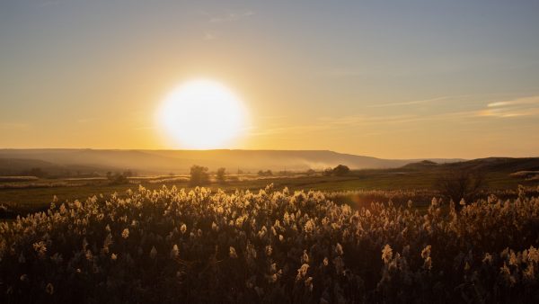 1. ¿Qué es el cereal Tritordeum y cómo se produce?