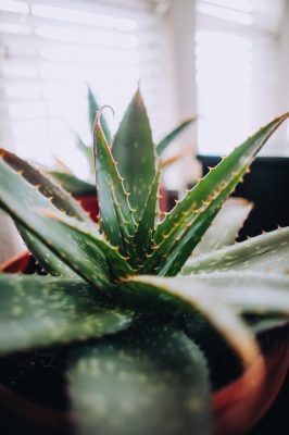 Aloe vera puro propiedades
