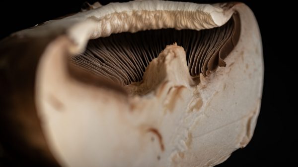 Diferencia entre setas y champiñones