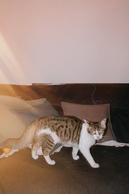 Proteina de soja texturizada